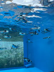 サンシャイン水族館に投稿された画像（2026/8/24）