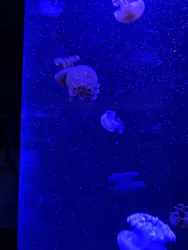 サンシャイン水族館に投稿された画像（2026/8/24）