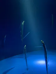 サンシャイン水族館に投稿された画像（2026/8/24）