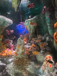 サンシャイン水族館に投稿された画像（2026/8/24）