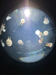サンシャイン水族館に投稿された画像（2026/8/24）