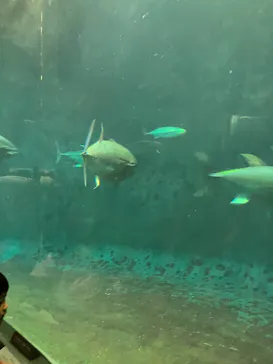 葛西臨海水族園に投稿された画像（2026/8/24）