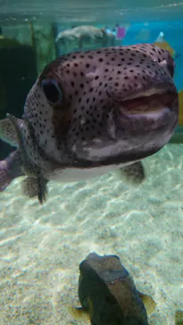NIFREL（ニフレル）に投稿された画像（2026/8/24）