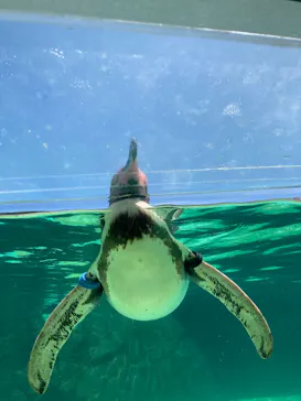 葛西臨海水族園に投稿された画像（2026/8/24）