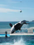 鴨川シーワールドに投稿された画像（2026/8/24）