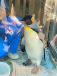 下田海中水族館に投稿された画像（2026/8/24）