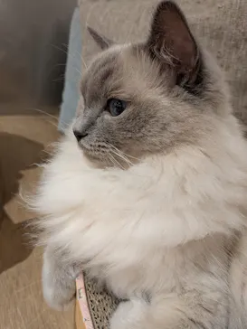 Cat Café MOFF 仙台PARCO店に投稿された画像（2026/8/24）