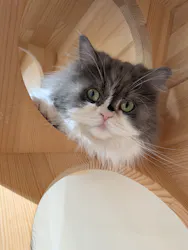 Cat Café MOFF 仙台PARCO店に投稿された画像（2026/8/24）
