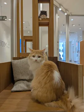Cat Café MOFF 仙台PARCO店に投稿された画像（2026/8/24）
