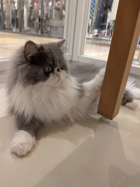 Cat Café MOFF 仙台PARCO店に投稿された画像（2026/8/24）