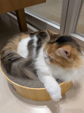 Cat Café MOFF 仙台PARCO店に投稿された画像（2026/8/24）