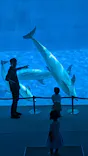 名古屋港水族館に投稿された画像（2026/8/24）