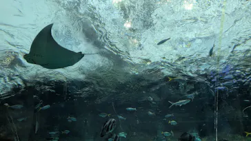 名古屋港水族館に投稿された画像（2026/8/24）