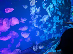 名古屋港水族館に投稿された画像（2026/8/24）