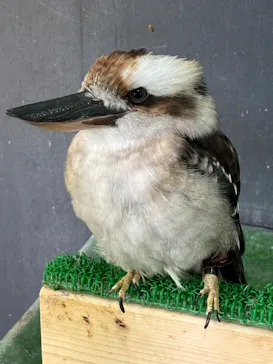 Moff animal cafe iias つくば店に投稿された画像（2026/8/24）