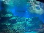 仙台うみの杜水族館に投稿された画像（2026/8/24）