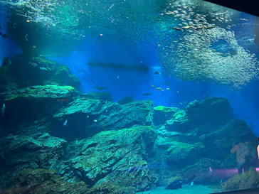 仙台うみの杜水族館に投稿された画像（2026/8/24）