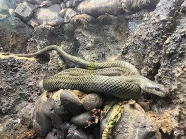 世界淡水魚園水族館　アクア・トトぎふに投稿された画像（2026/8/24）