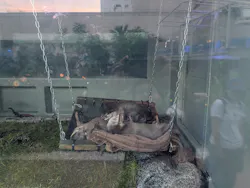 サンシャイン水族館に投稿された画像（2026/8/24）