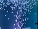 名古屋港水族館に投稿された画像（2026/8/24）