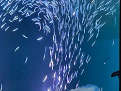 名古屋港水族館に投稿された画像（2026/8/24）