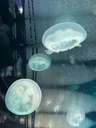 名古屋港水族館に投稿された画像（2026/8/24）