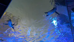 サンシャイン水族館に投稿された画像（2026/8/24）