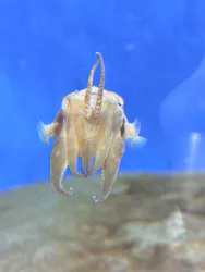 葛西臨海水族園に投稿された画像（2026/8/24）