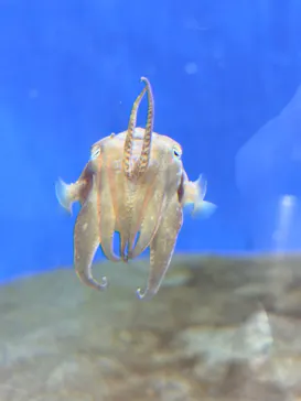 葛西臨海水族園に投稿された画像（2026/8/24）
