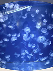 葛西臨海水族園に投稿された画像（2026/8/24）