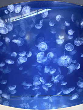 葛西臨海水族園に投稿された画像（2026/8/24）