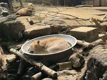 伊豆シャボテン動物公園に投稿された画像（2026/8/24）