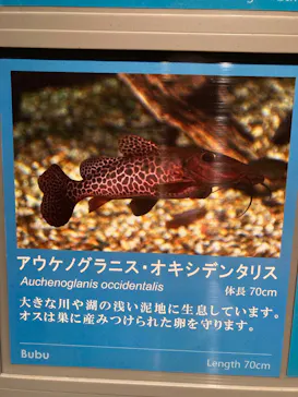 世界淡水魚園水族館　アクア・トトぎふに投稿された画像（2026/8/24）