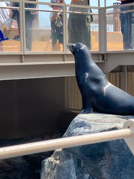 アクアワールド茨城県大洗水族館に投稿された画像（2026/8/24）