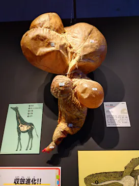 特別展「いきもの超ワールド展　国立科学博物館×ダーウィンが来た！」（国立科学博物館）に投稿された画像（2026/8/24）