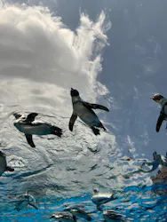 サンシャイン水族館に投稿された画像（2026/8/24）