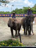 ANIMAL WONDER REZOURT 市原ぞうの国・サユリワールドに投稿された画像（2026/8/25）