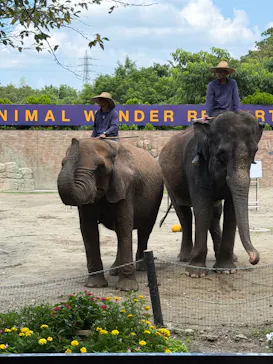 ANIMAL WONDER REZOURT 市原ぞうの国・サユリワールドに投稿された画像（2026/8/24）