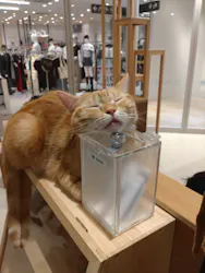 Cat Café MOFF 仙台PARCO店に投稿された画像（2026/8/24）