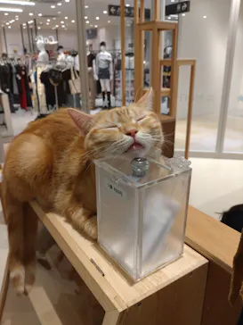 Cat Café MOFF 仙台PARCO店に投稿された画像（2026/8/24）