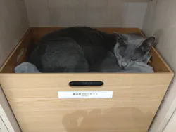 Cat Café MOFF 仙台PARCO店に投稿された画像（2026/8/24）