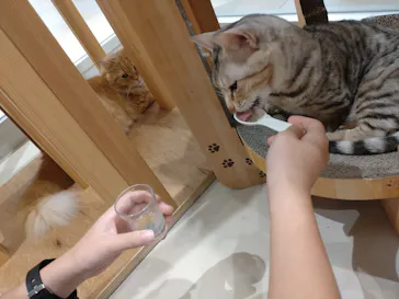Cat Café MOFF 仙台PARCO店に投稿された画像（2026/8/24）