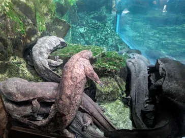 京都水族館に投稿された画像（2026/8/25）