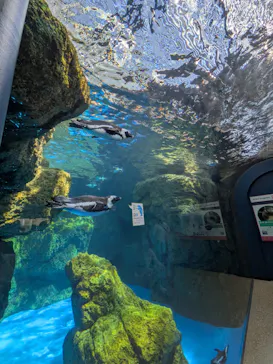 京都水族館に投稿された画像（2026/8/25）