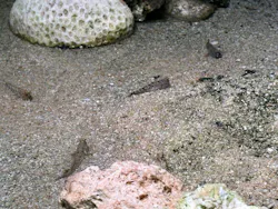 サンシャイン水族館に投稿された画像（2026/8/25）