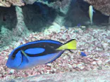 しながわ水族館に投稿された画像（2026/8/25）