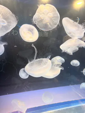 しながわ水族館に投稿された画像（2026/8/25）