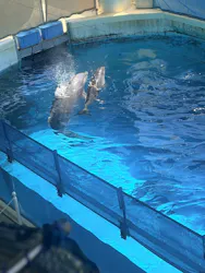 新江ノ島水族館に投稿された画像（2026/8/25）