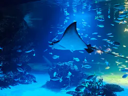 サンシャイン水族館に投稿された画像（2026/8/25）