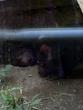 多摩動物公園に投稿された画像（2026/8/25）